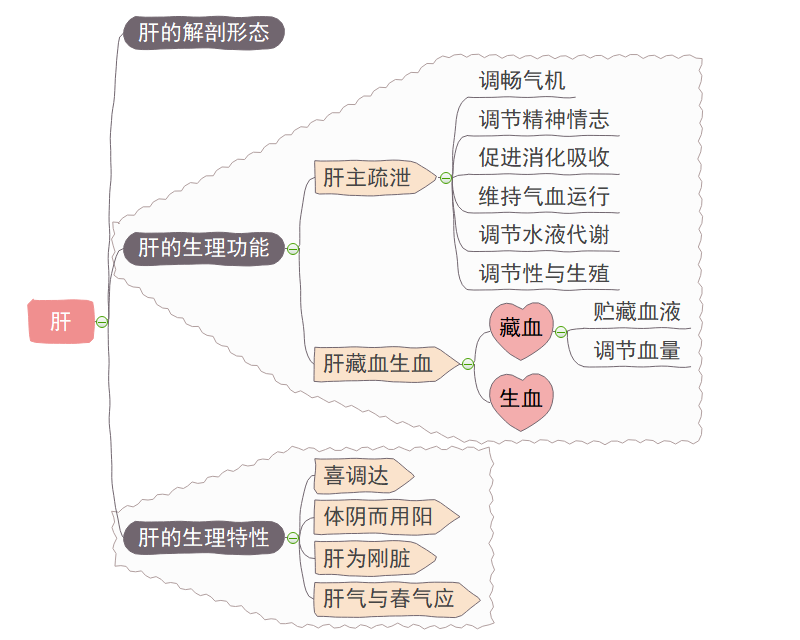 五脏思维导图